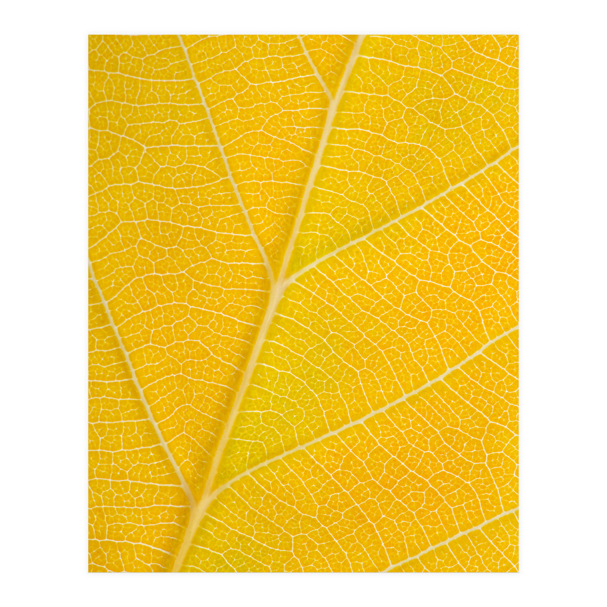 Autumn Leaf (Print Only)