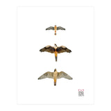 Falconidae n.1 (Print Only) thumbnail