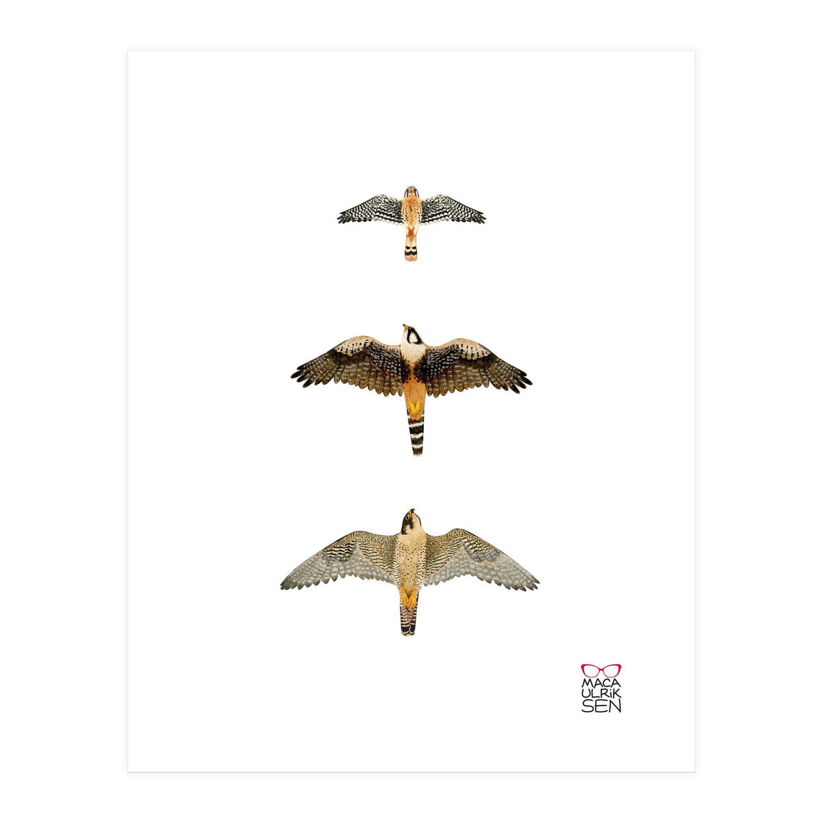 Falconidae n.1 (Print Only)