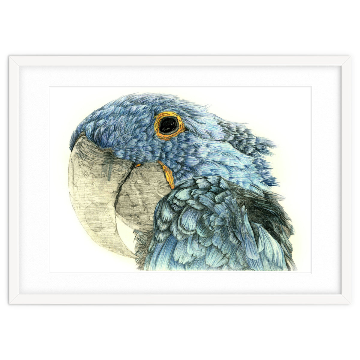 Blue Parrot