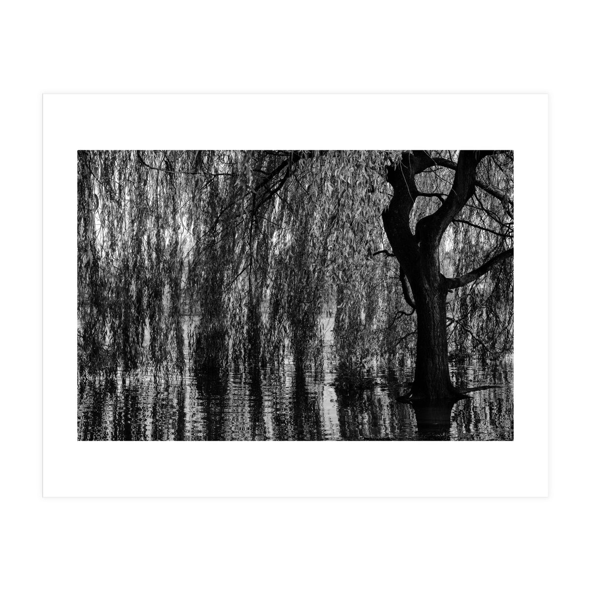 Weeping Willow (Print Only)