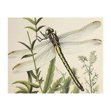 Dragonfly Vintage Illustration (Print Only) thumbnail