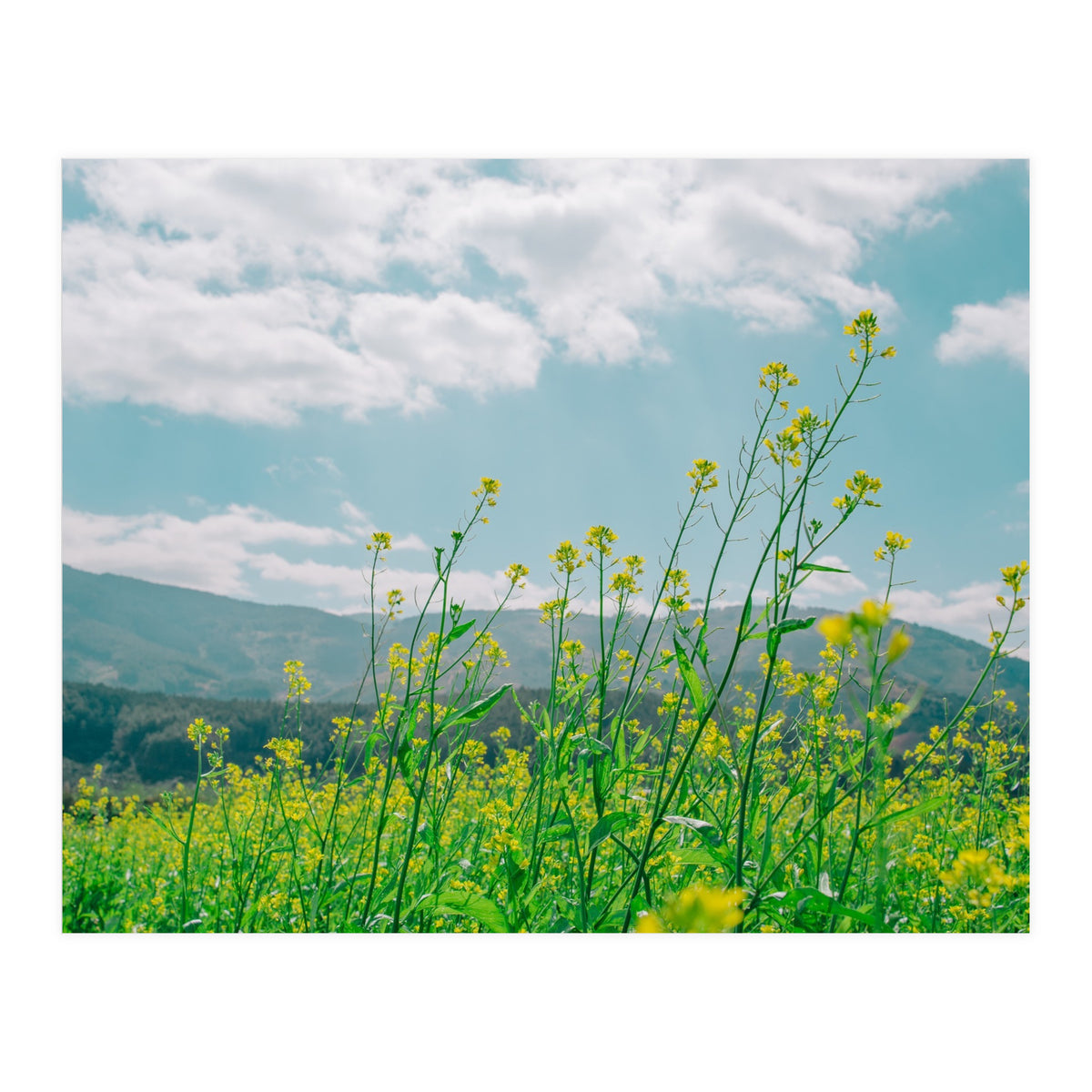 Flowers (Print Only)