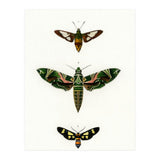 Different types of moths illustrated  (Print Only) thumbnail