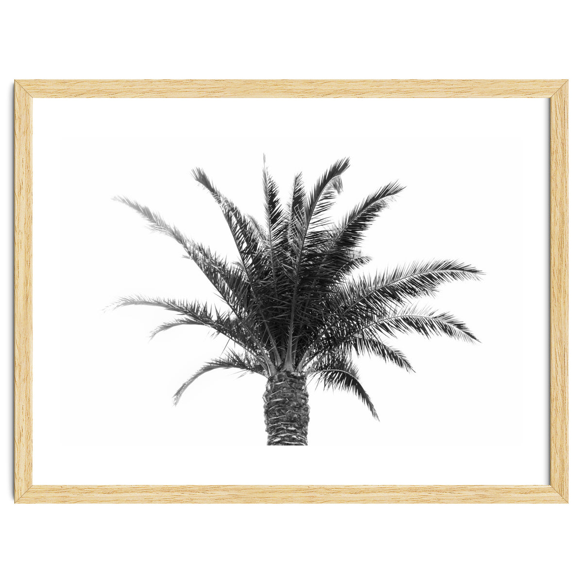 Palm Tree