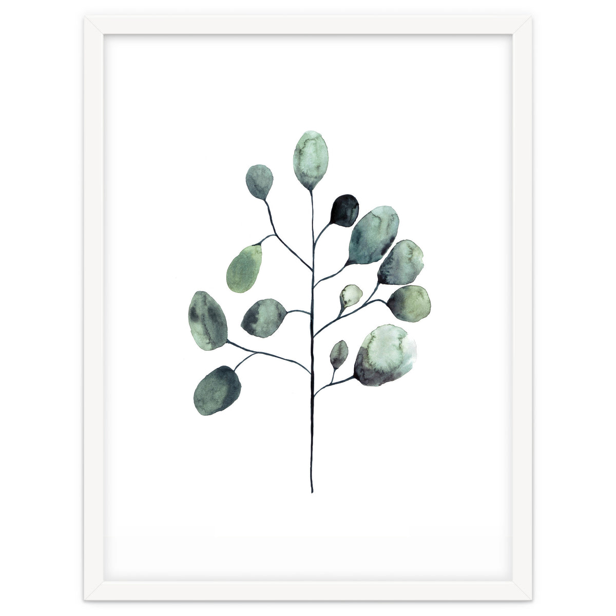 Botanical Illustration Eukalyptus