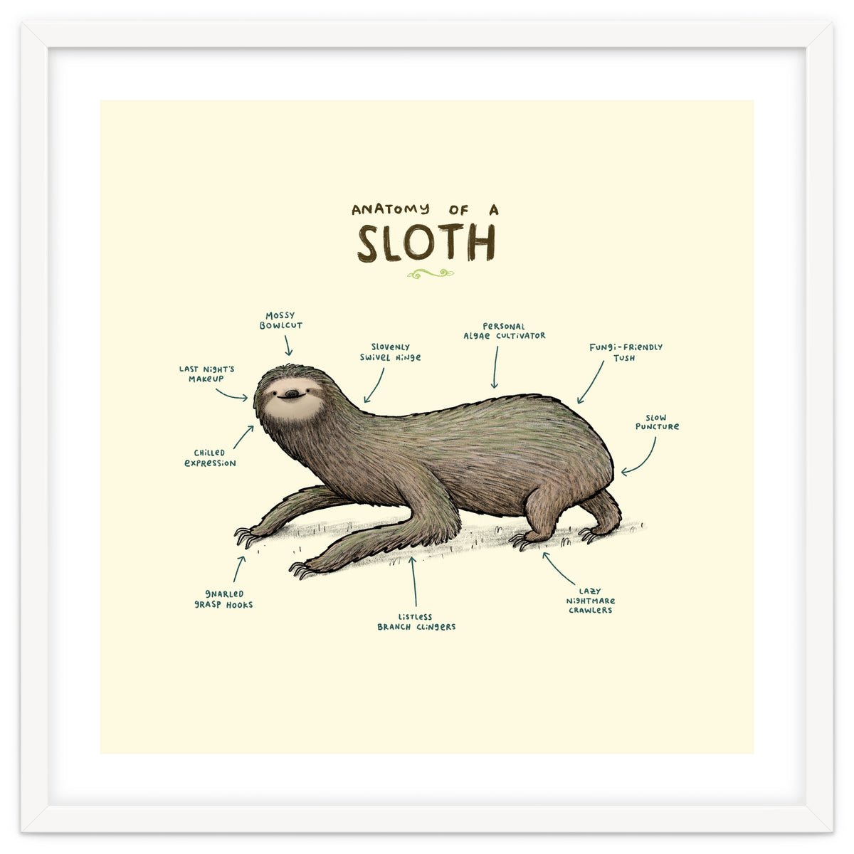 Anatomy Of A Sloth