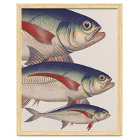 Fish Classic Designs 5