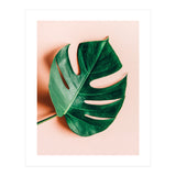Monstera Shadow (Print Only) thumbnail