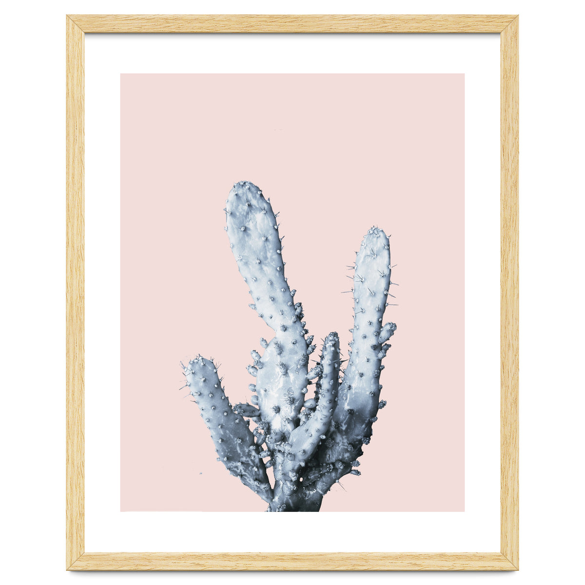 Cactus collection BL-I