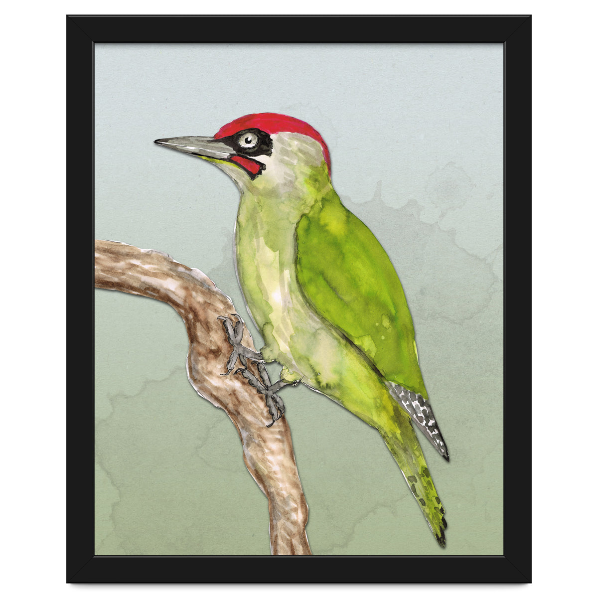 Green woodpecker