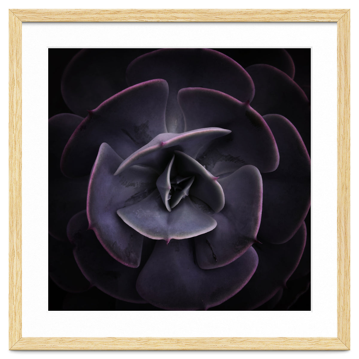 DARKSIDE OF SUCCULENTS VIII