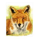 Red Fox Sleeping  (Print Only) thumbnail