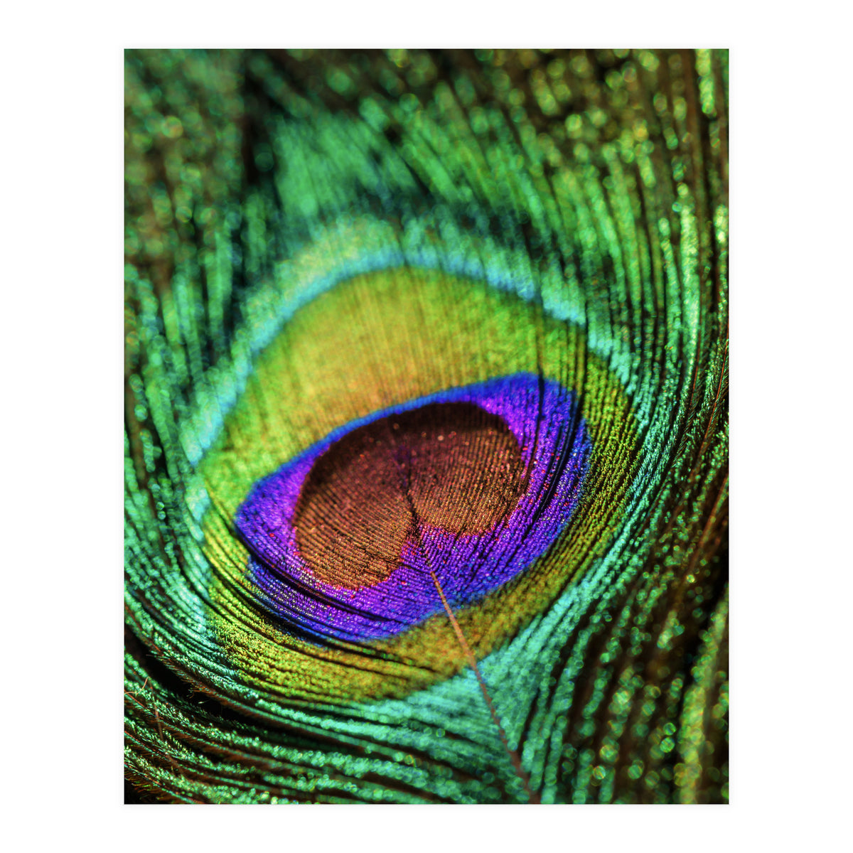 Peacock feather (Print Only)