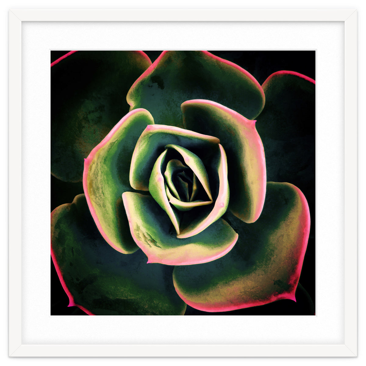 DARKSIDE OF SUCCULENTS XV