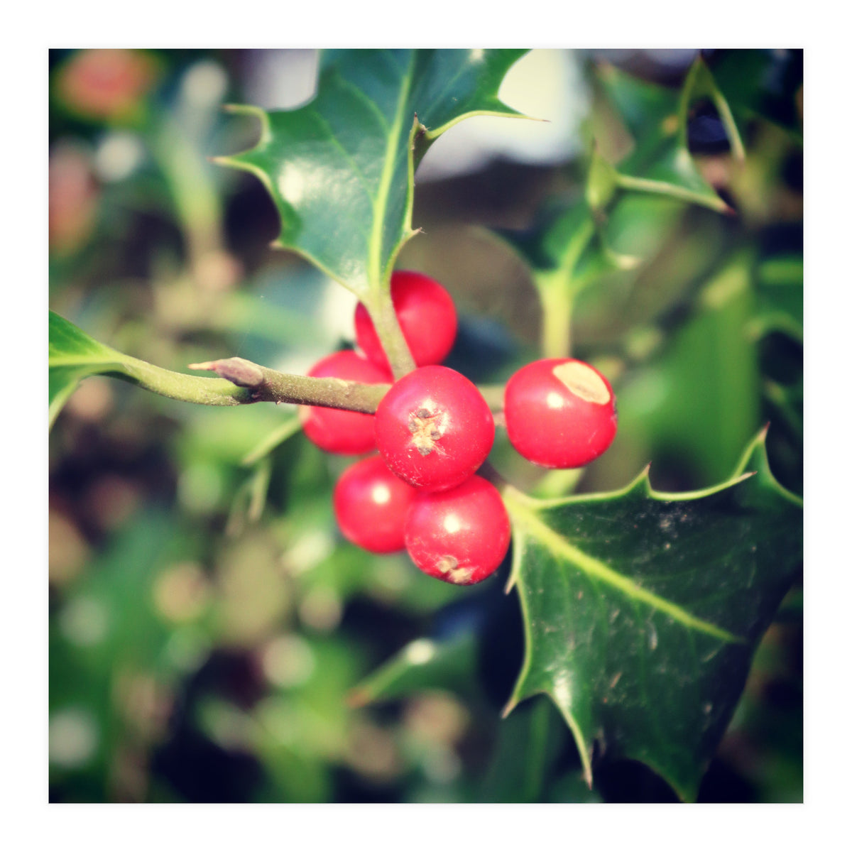 Holly berries  (Print Only)