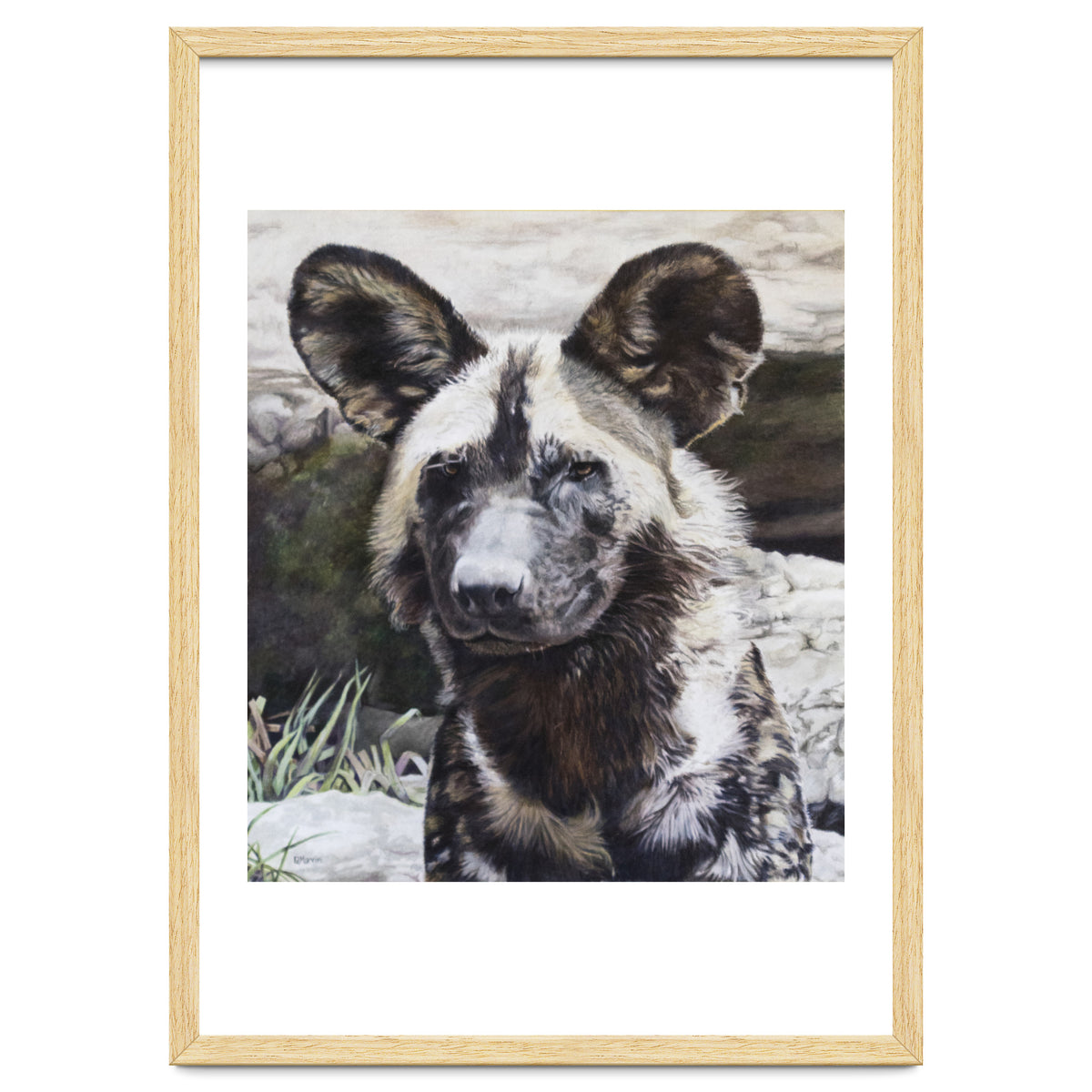 African Painted Dog II