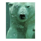 Polar Bear Under Water (Print Only) thumbnail