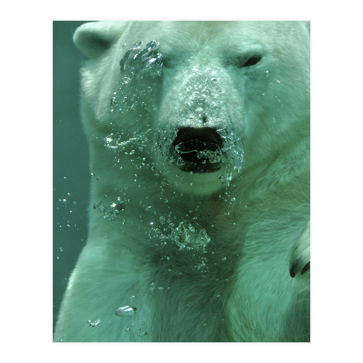 Polar Bear Under Water (Print Only)