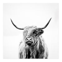 portrait of a highland cow (Print Only)