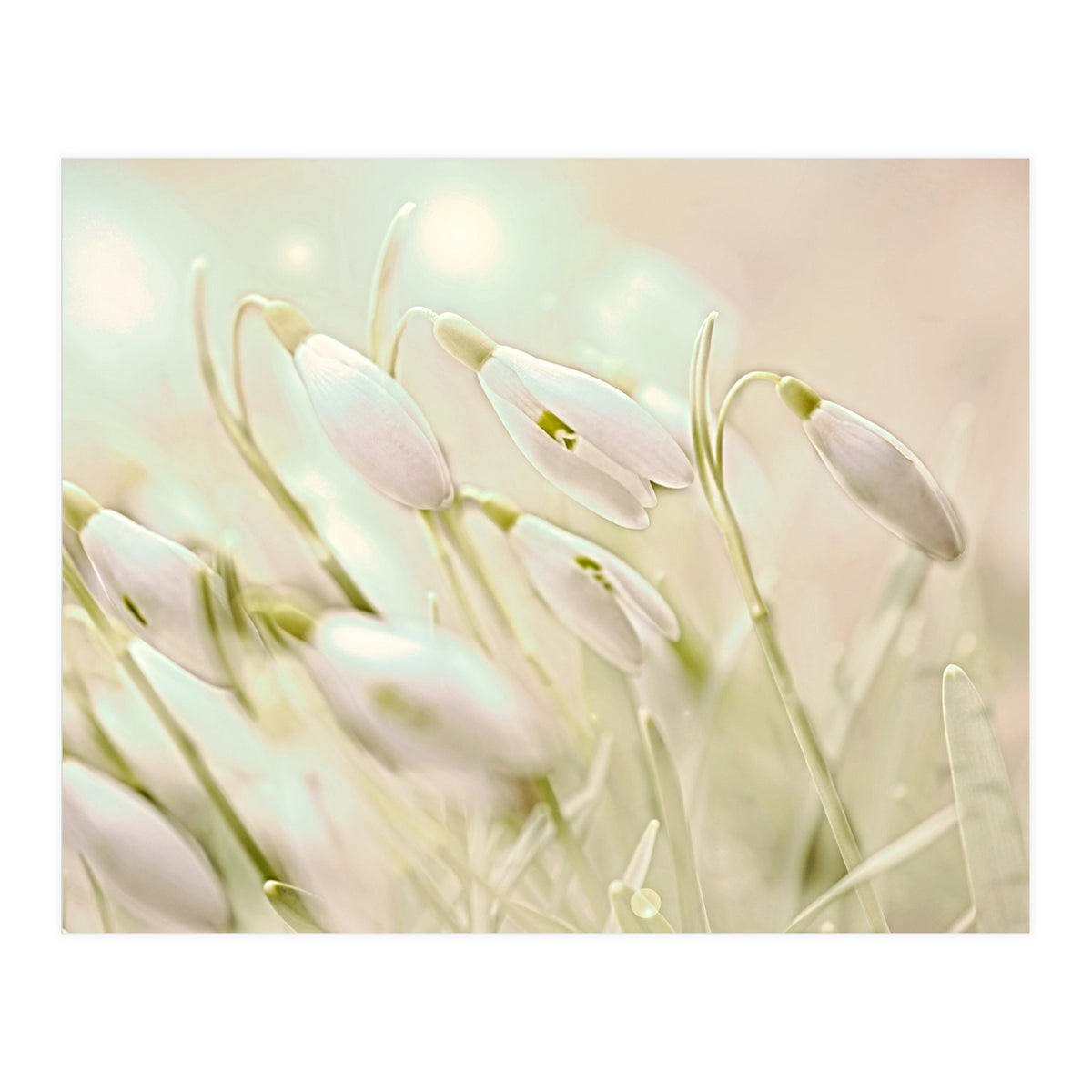 Enchanting Snowdrops (Print Only)