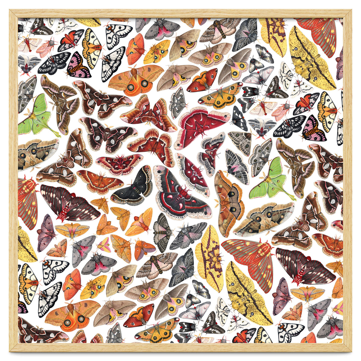 Saturniid Moths of North America Pattern