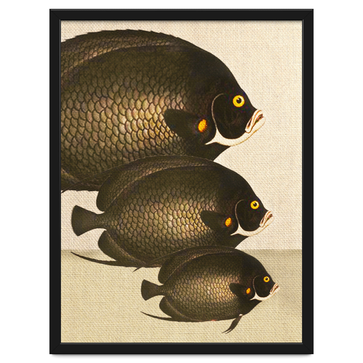Fish Classic Designs 11