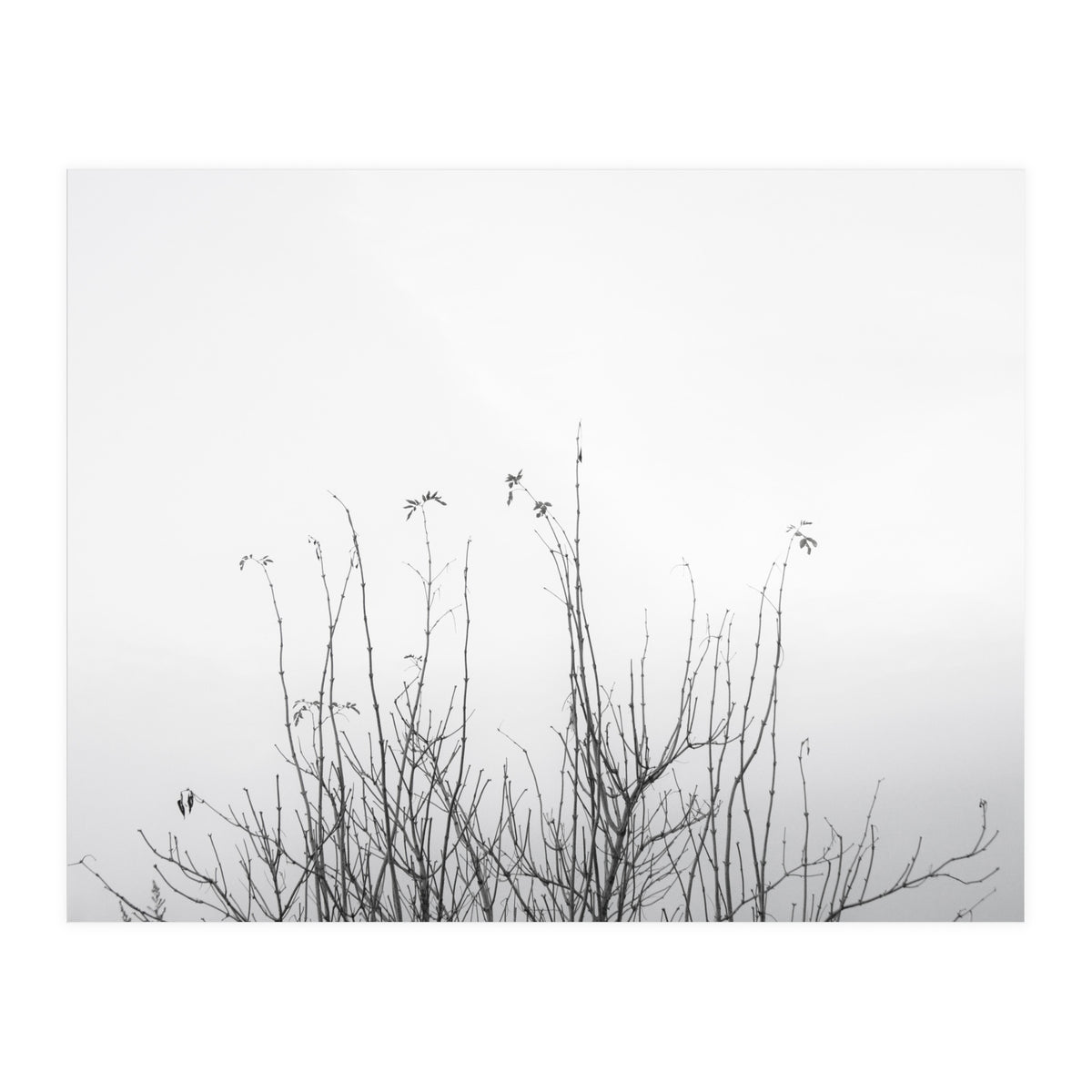 possibly (Print Only)