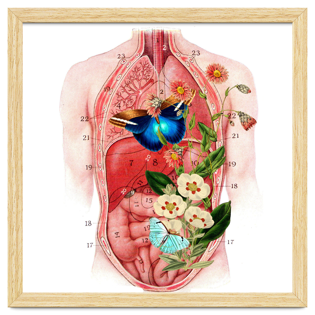 Butterflys In The Belly Makes Flower Grows