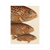 Fish Classic Designs 6 (Print Only) thumbnail