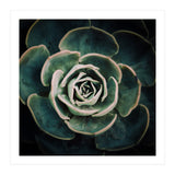 DARKSIDE OF SUCCULENTS IV-A (Print Only) thumbnail