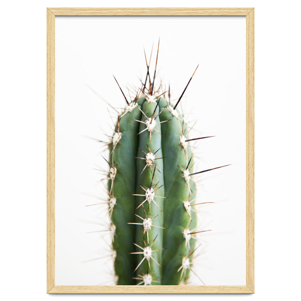Cacti