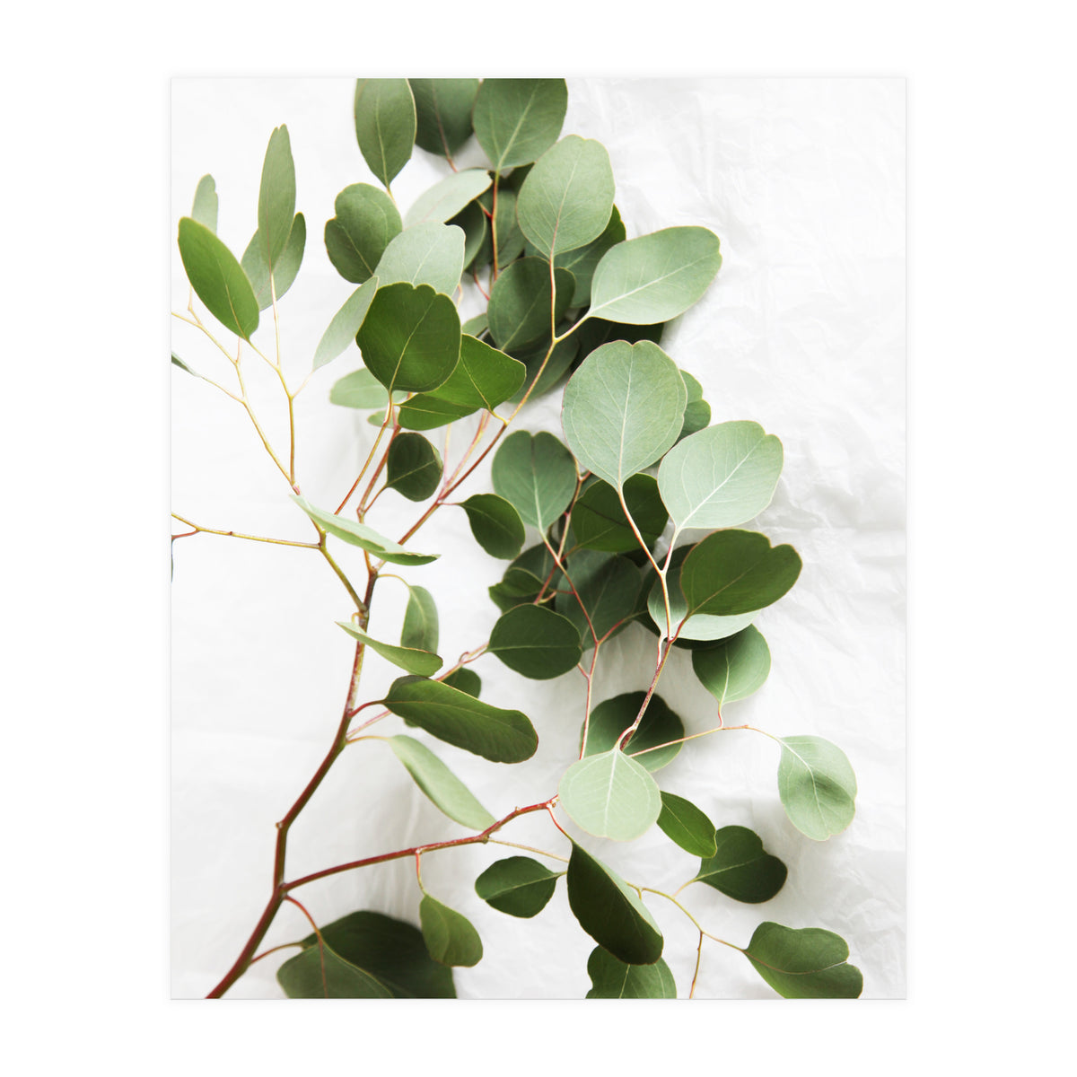 Eucalyptus (Print Only)