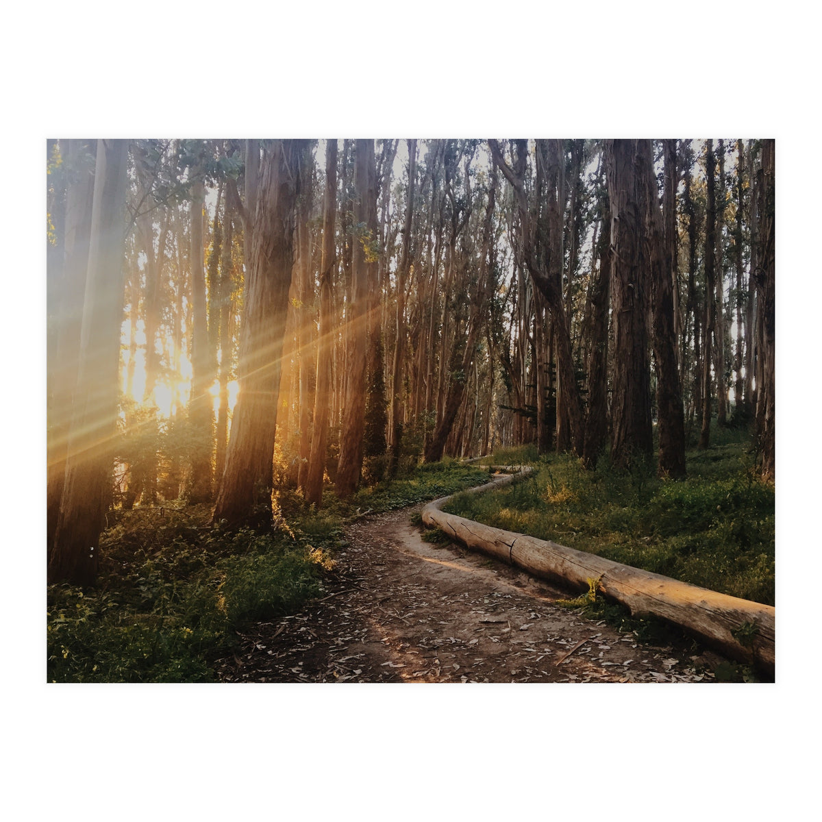 The Wood Line I (Print Only)