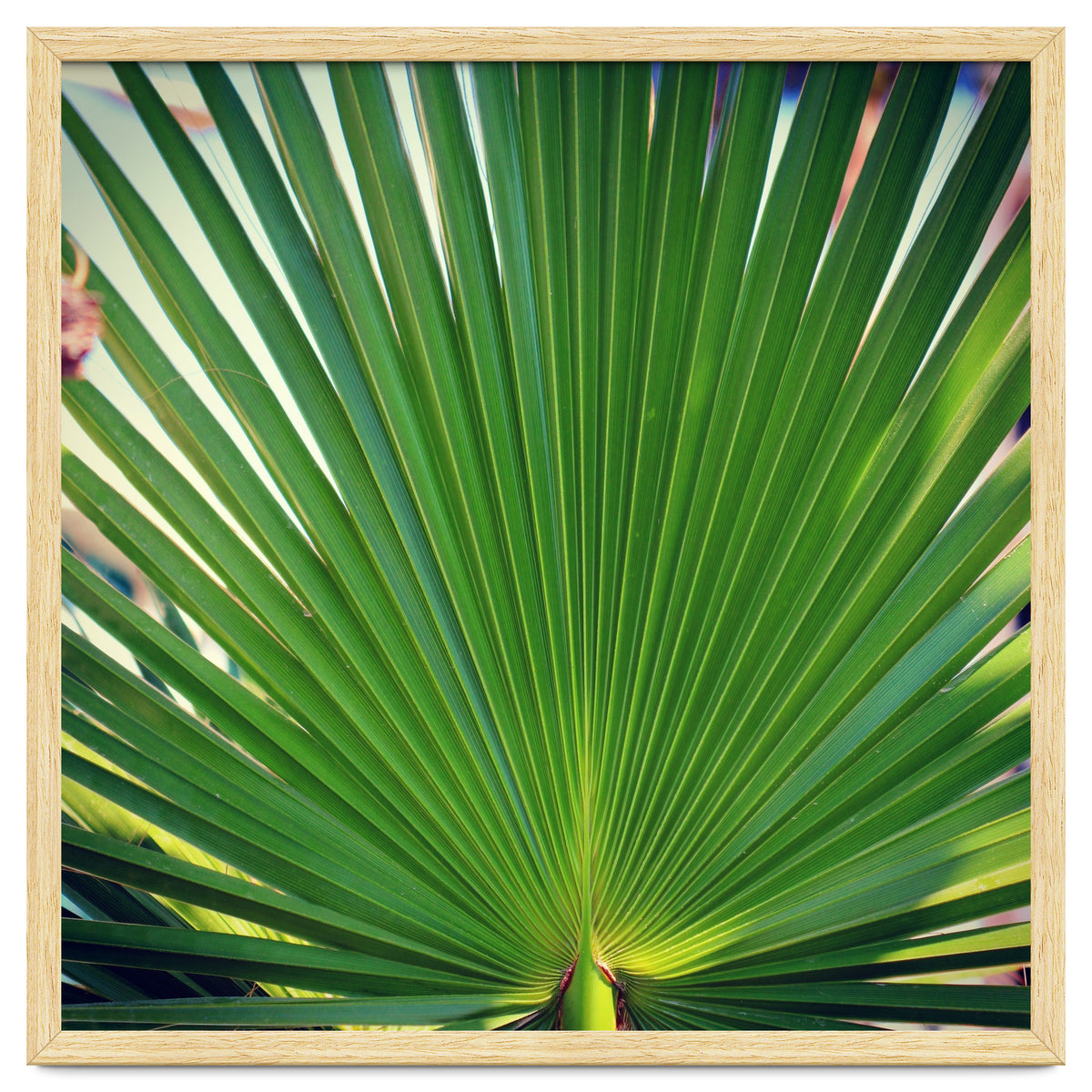 palm leaf
