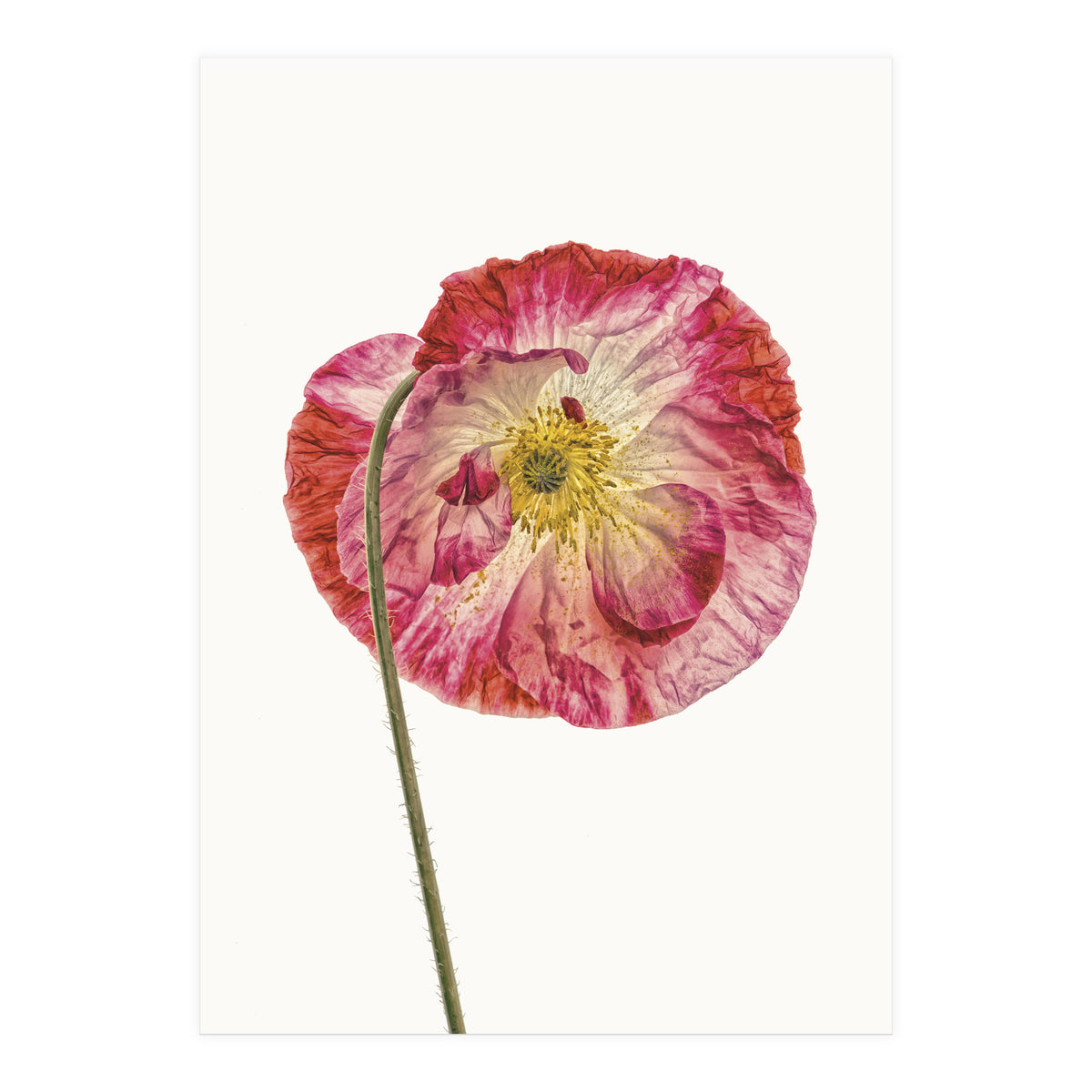 Cc Poppy 04 (Print Only)