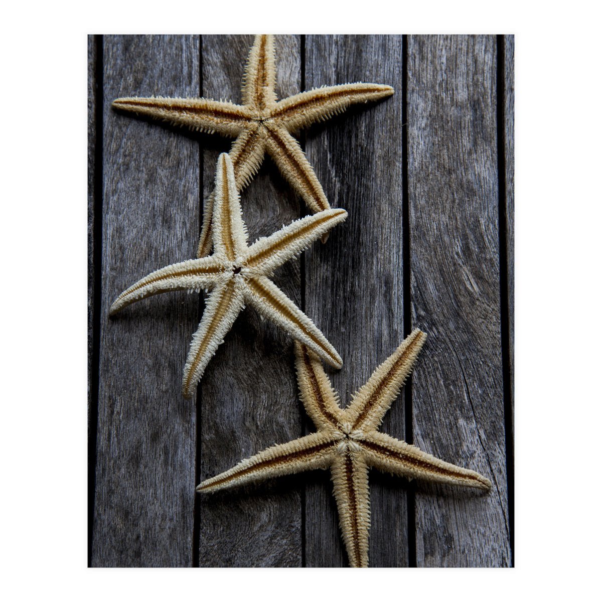 Starfishes in wooden (Print Only)