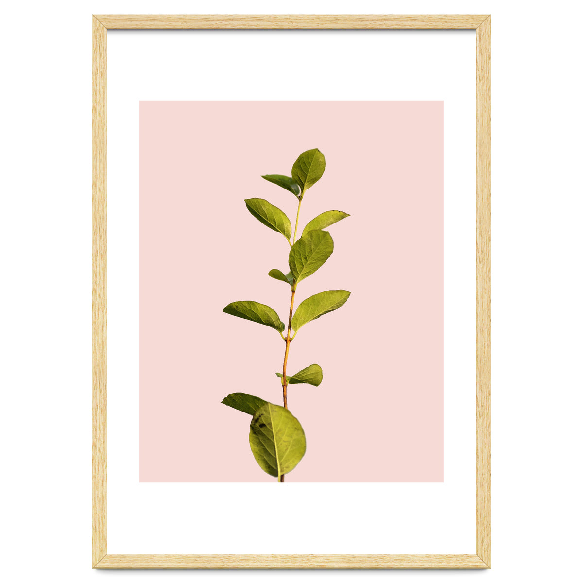 Botanical Art V3