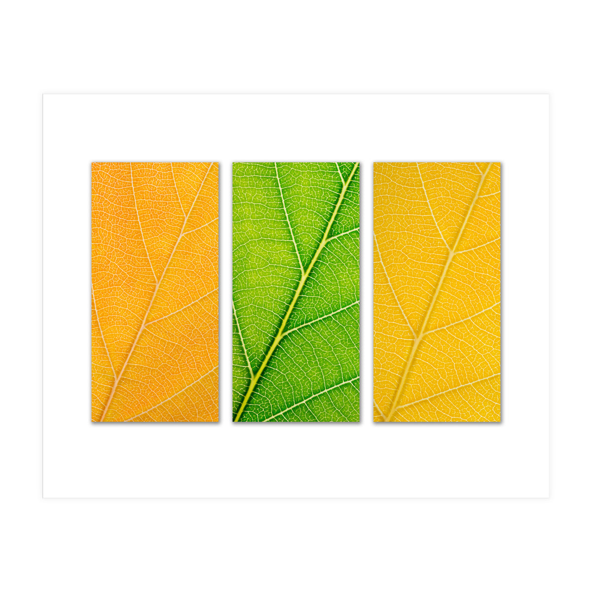 Autumn Leaves (Print Only)