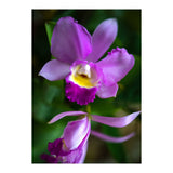 Cattleya Orchidee (Print Only) thumbnail