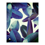 Elastica Amaro (Print Only) thumbnail