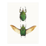 Cc Insects 02 (Print Only) thumbnail