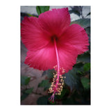 Beautiful Hibiscus Flora (Print Only) thumbnail