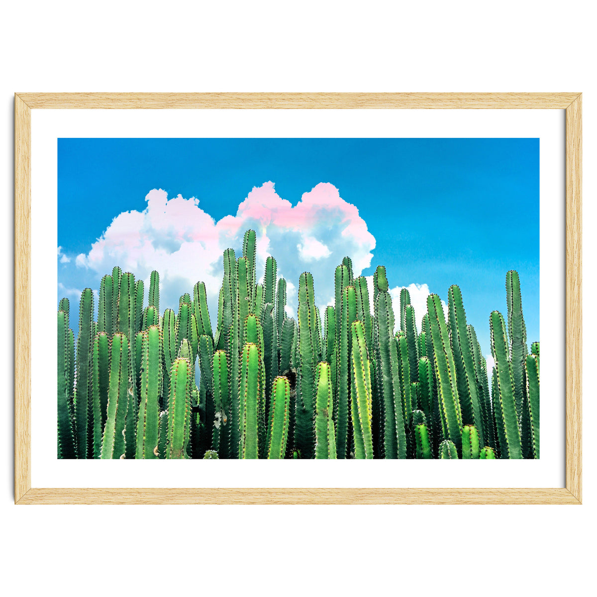 Cactus Summer