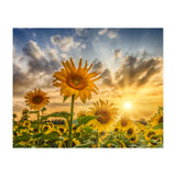Lovely sunflowers in sunset (Print Only) thumbnail
