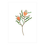 Banksia Flowers (Print Only) thumbnail