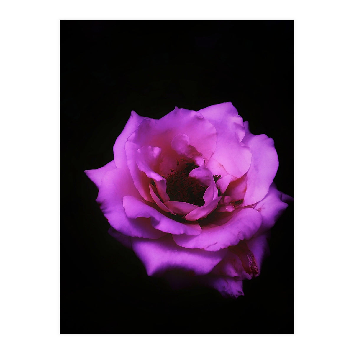 Closeup Pink Rose (Print Only)