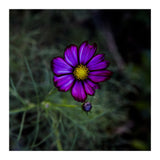 Floral autumn (Print Only) thumbnail