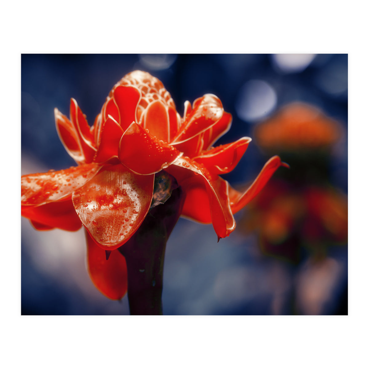 Red Flower (Print Only)