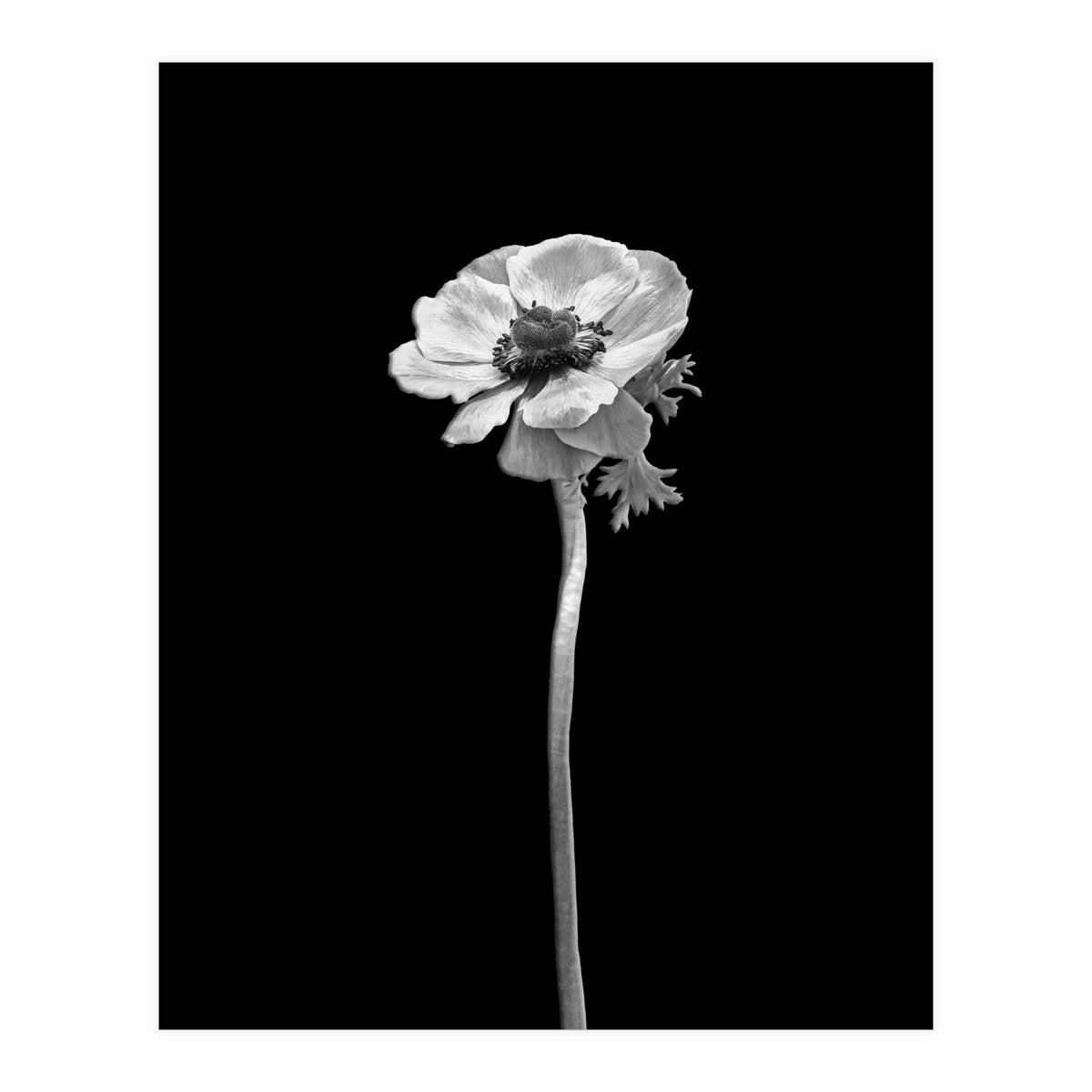 Anemone coronaria | dark design  (Print Only)